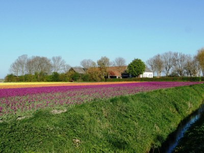 Chalet Camping Hofstede Zonnevliet - Zeeuwse Knoop - Environment photo 9
