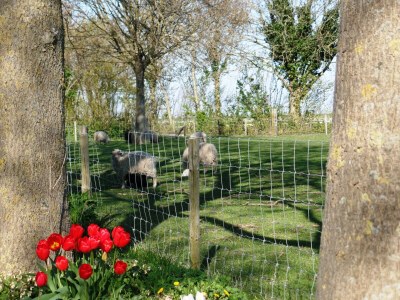 Chalet Camping Hofstede Zonnevliet - Zeeuwse Knoop - Environment photo 10