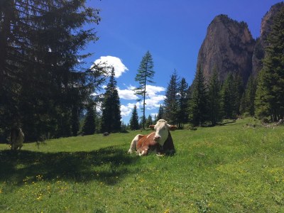 Holiday apartment Luech da Plazola - Environment photo 21