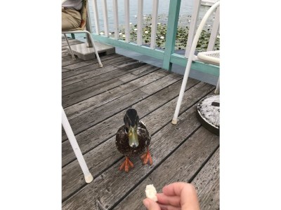 Holiday apartment Hous Moritz directly on the lake - Outdoor photo 8