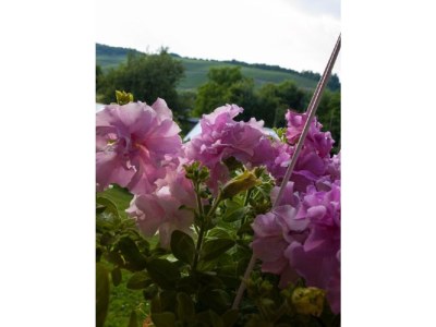 Holiday apartment Sonnenlay - Outdoor photo 6