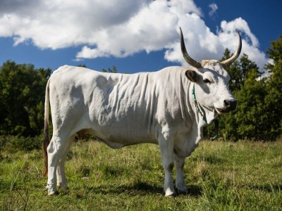 Apartment Abitanti Rustic Apartment with Balcony - Two Bedroom Apartment with Balcony - Outdoor photo 2