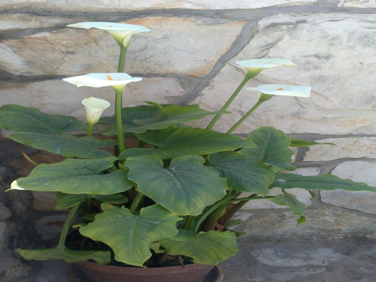 Apartment Apartments Lucija - One Bedroom Apartment with Terrace - Outdoor photo 3