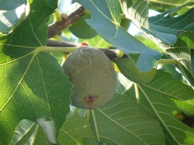 Apartment Apartments Lucija - One Bedroom Apartment with Terrace in Mokošica - Apartment