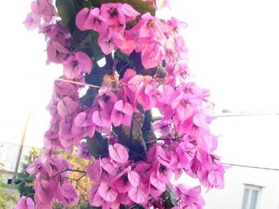 Apartment Apartments A&N Pakoštane - Two Bedroom Apartment with Sea View  (A2) - Outdoor photo 9