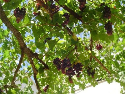 Apartment Apartments A&N Pakoštane - One Bedroom Apartment with Sea View and Balcony (A1) - Outdoor photo 4