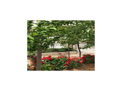 Apartment Apartments Villa Tanja - Two Bedroom Apartment with Terrace - Outdoor photo 14