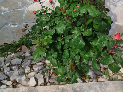 Apartment One-Bedroom Apartment With Terrace (A2) - Outdoor photo 18