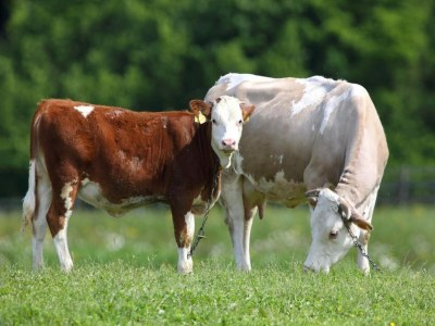 Apartment Apartments Jezerane - Studio Apartment - Outdoor photo 15