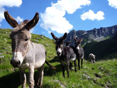 Holiday house Holiday home "Am Platzl" - Environment photo 22