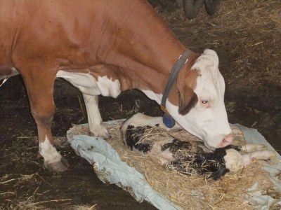 Holiday apartment Stoffnerhof - Environment photo 22