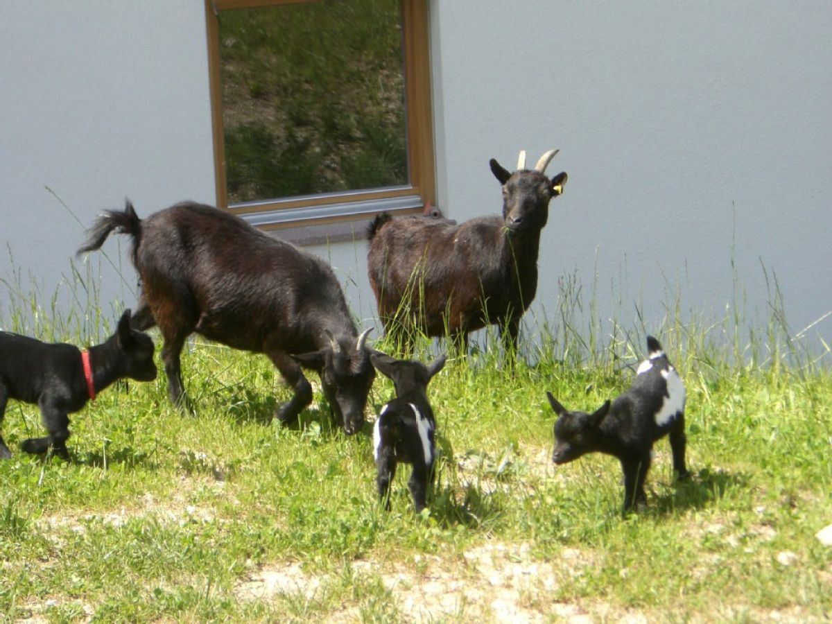Holiday apartment Schlern in Trafisölerhof - Outdoor photo 3