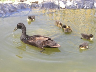 Holiday apartment Schlern in Trafisölerhof - Outdoor photo 8
