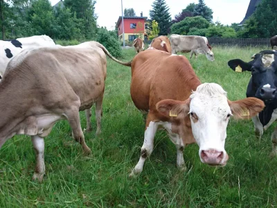 Holiday apartment Gutsweg Eins - Ferienwohnung 2 - Environment photo 25