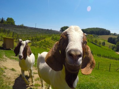 Holiday apartment Stork's Nest Apartment - Swallow's Farm - Environment photo 15