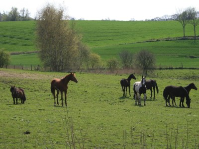 Holiday house Mielke - Environment photo 36