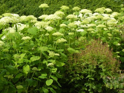 Holiday apartment Villa Garten, "Grüne Insel" - Outdoor photo 7