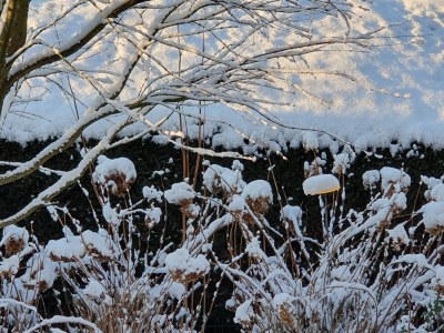 Holiday apartment Villa Garten, "Grüne Insel" - Outdoor photo 14