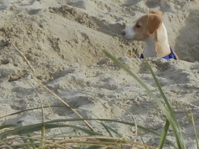 Holiday apartment Villa Garten, "Grüne Insel" - Environment photo 35