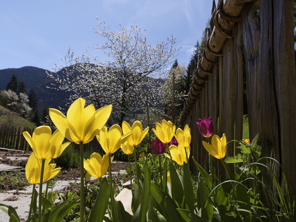 Holiday house Gruebhof - Outdoor photo 3