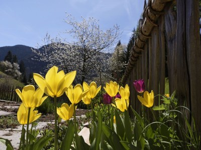 Holiday house Gruebhof - Outdoor photo 3