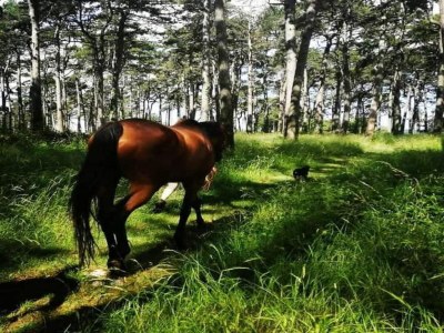 Apartment Apartment in Labin with Pool & Beach Nearby - Environment photo 26