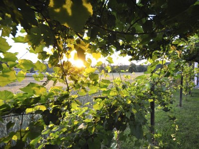 Holiday apartment Orchard at the Wurzerlhof - Outdoor photo 15