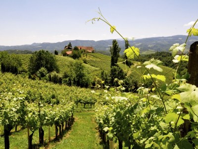 Holiday apartment Orchard at the Wurzerlhof - Environment photo 32
