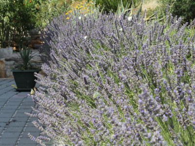 Apartment One bedroom apartment with terrace and sea view Cove Soline, Dugi otok A-448-e - Outdoor photo 9