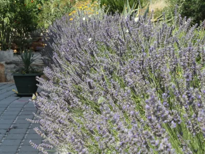 Holiday room with air-conditioning Cove Soline, Dugi otok S-448-a - Outdoor photo 9