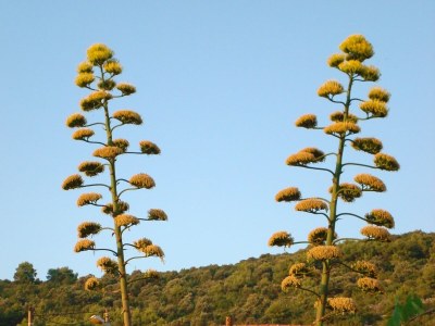 Holiday room with air-conditioning Cove Soline, Dugi otok S-448-b - Outdoor photo 11