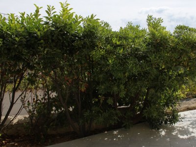 Apartment One bedroom apartment with terrace Nerezine, Lošinj A-3451-d - Outdoor photo 29