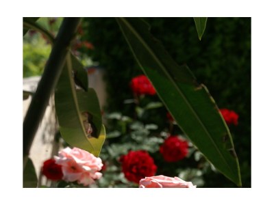 Apartment Two bedroom apartment with terrace and sea view Povljana, Pag A-230-b - Outdoor photo 13