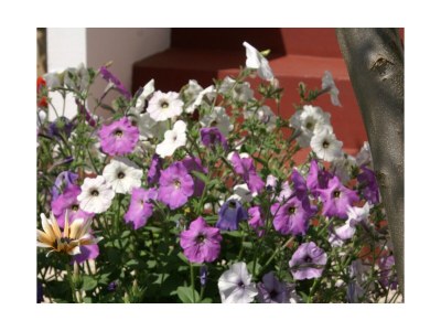 Apartment Two bedroom apartment with terrace and sea view Povljana, Pag A-230-c - Outdoor photo 12