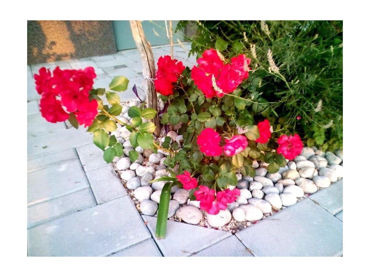 Apartment One bedroom apartment with air-conditioning Starigrad, Paklenica A-11683-b - Outdoor photo 3