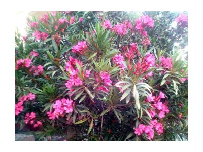 Apartment One bedroom apartment with air-conditioning Starigrad, Paklenica A-11683-b - Outdoor photo 4