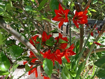 Apartment One bedroom apartment with balcony Banjol, Rab A-19692-a - Outdoor photo 11