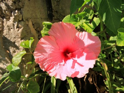 Apartment Two bedroom apartment with terrace and sea view Prigradica, Korčula A-193-b - Outdoor photo 8