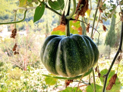 Apartment Two bedroom apartment with terrace and sea view Prigradica, Korčula A-193-b - Outdoor photo 9