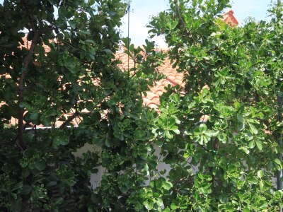 Apartment One bedroom apartment with terrace Mali Lošinj, Lošinj A-376-b - Outdoor photo 23