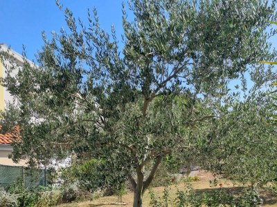 Apartment Two bedroom apartment near beach Neviđane, Pašman A-325-b - Outdoor photo 9