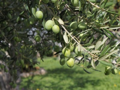 Apartment Two bedroom apartment near beach Neviđane, Pašman A-325-b - Outdoor photo 10