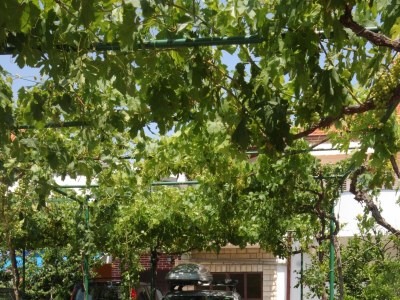 Apartment Two bedroom apartment near beach Neviđane, Pašman A-325-b - Outdoor photo 12