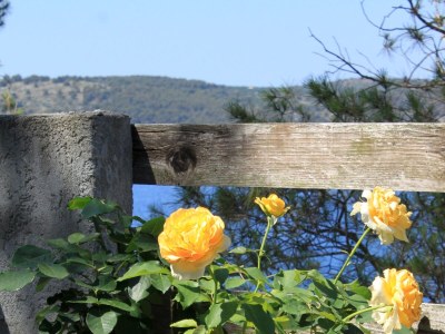 Apartment Two bedroom apartment near beach Lavdara, Dugi otok A-433-a - Outdoor photo 9