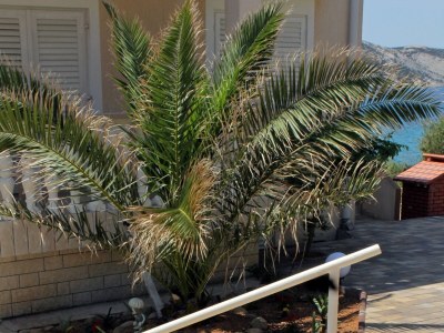 Apartment Two bedroom apartment near beach Stara Novalja, Pag A-234-b - Outdoor photo 9