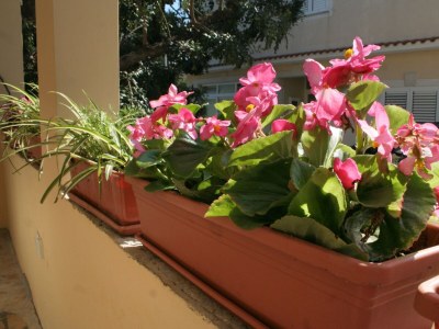 Apartment Two bedroom apartment with terrace and sea view Orebić, Pelješac A-275-b - Outdoor photo 11