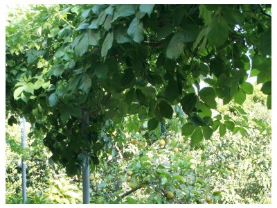 Apartment Two bedroom apartment with terrace and sea view Orebić, Pelješac A-275-b - Outdoor photo 14