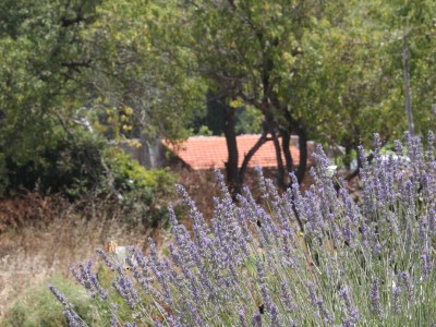 Apartment One bedroom apartment with terrace and sea view Žman, Dugi otok A-449-b - Outdoor photo 8