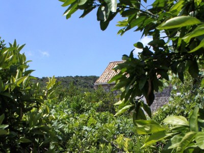 Holiday room near beach Zaton Mali, Dubrovnik S-8997-d - Outdoor photo 22