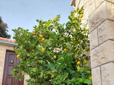 Apartment One bedroom apartment with terrace Postira, Brač A-700-a - Outdoor photo 4